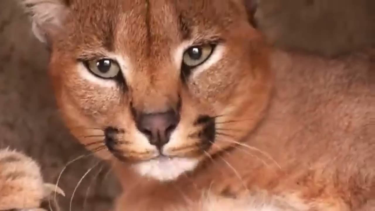 caracal для гаваней