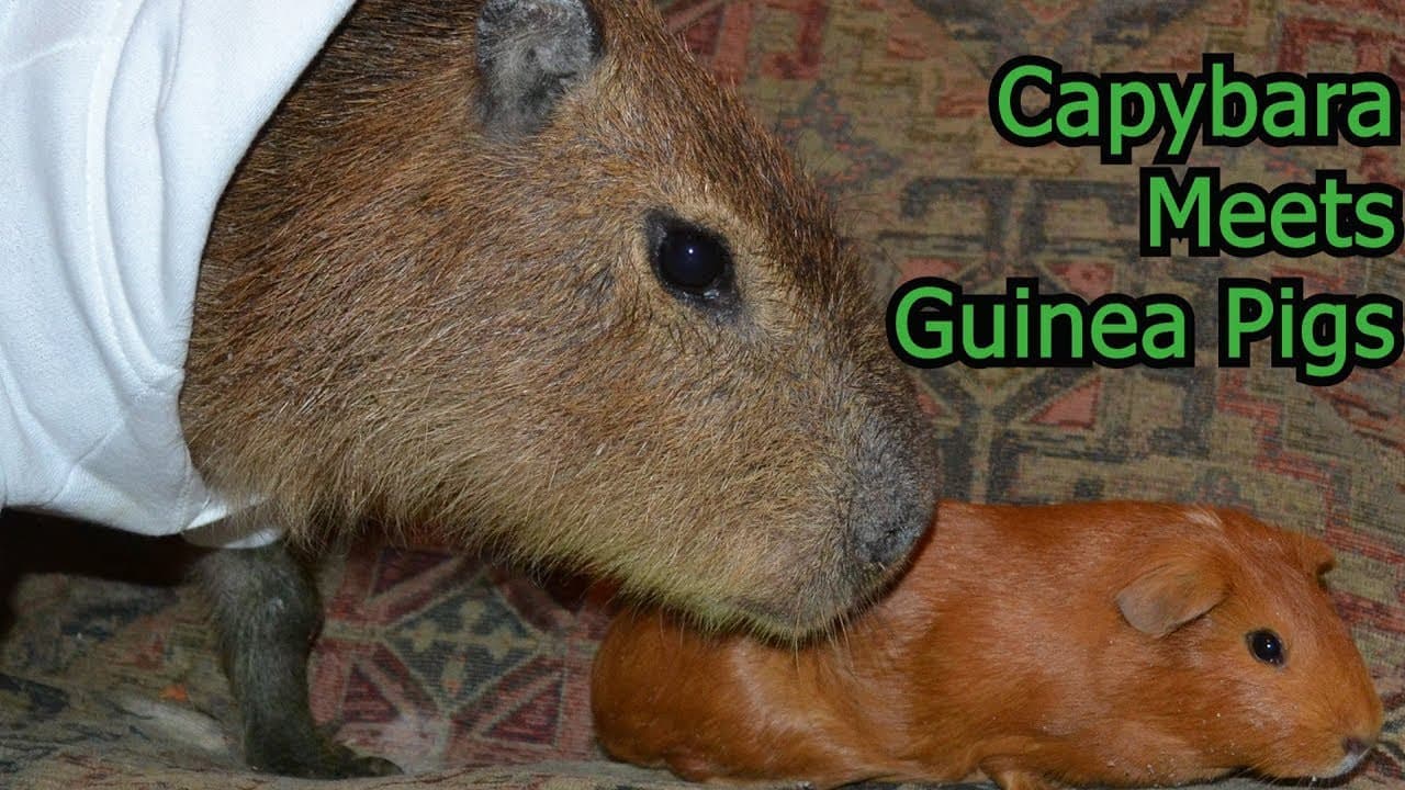 Spanish Capybaras Shield Fleet vs Multiple Fleets in Wormhole Brawl